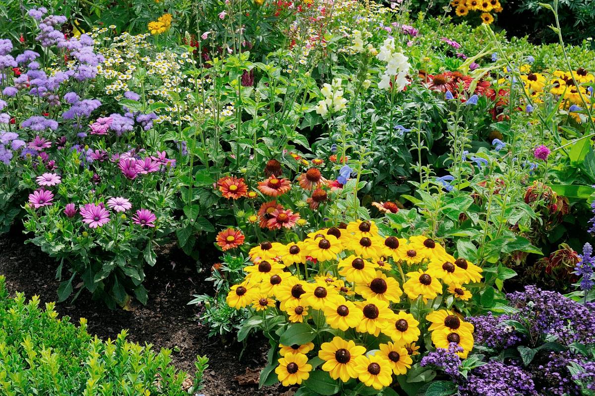 A variety of cottage garden plants