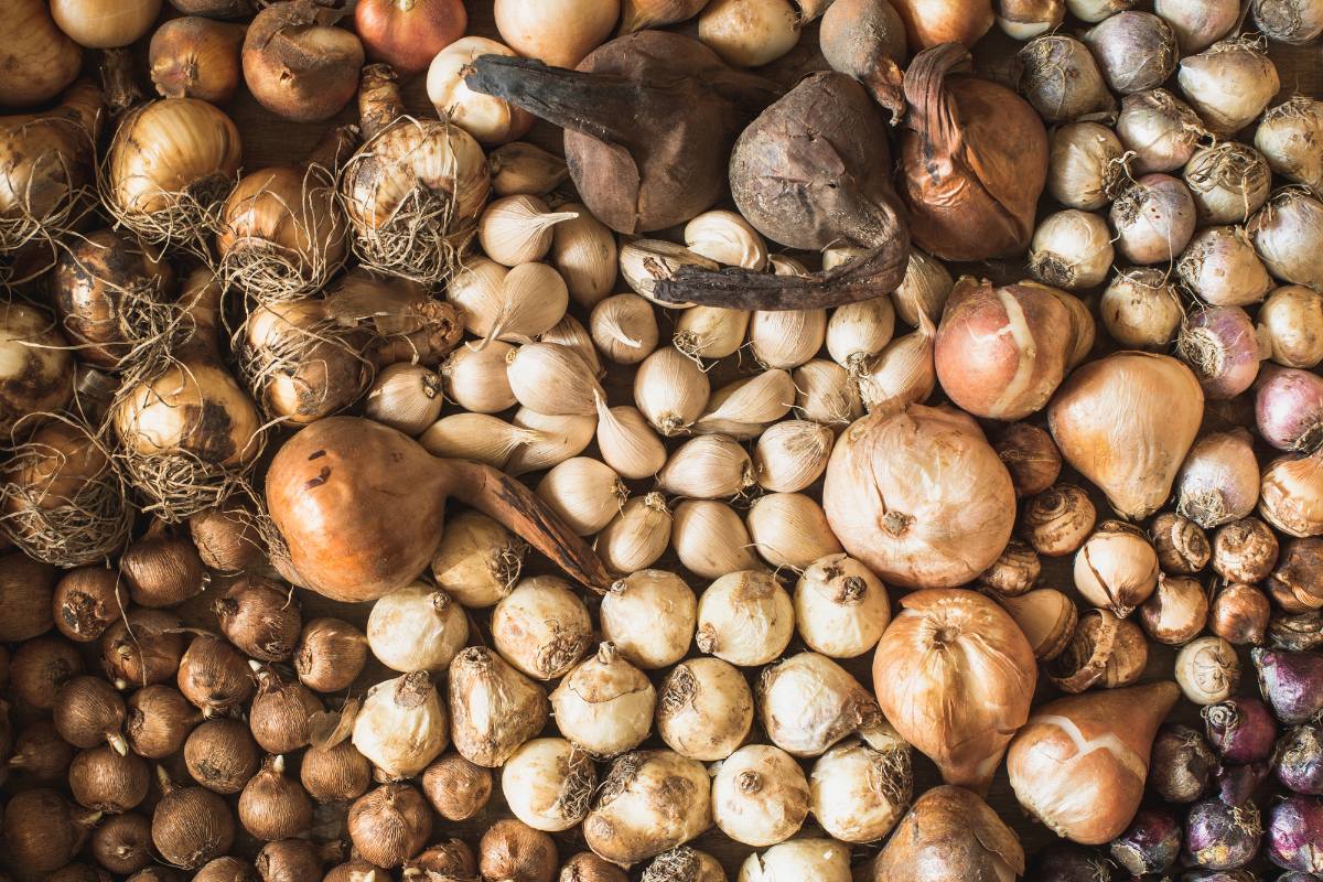 A variety of different flower bulbs