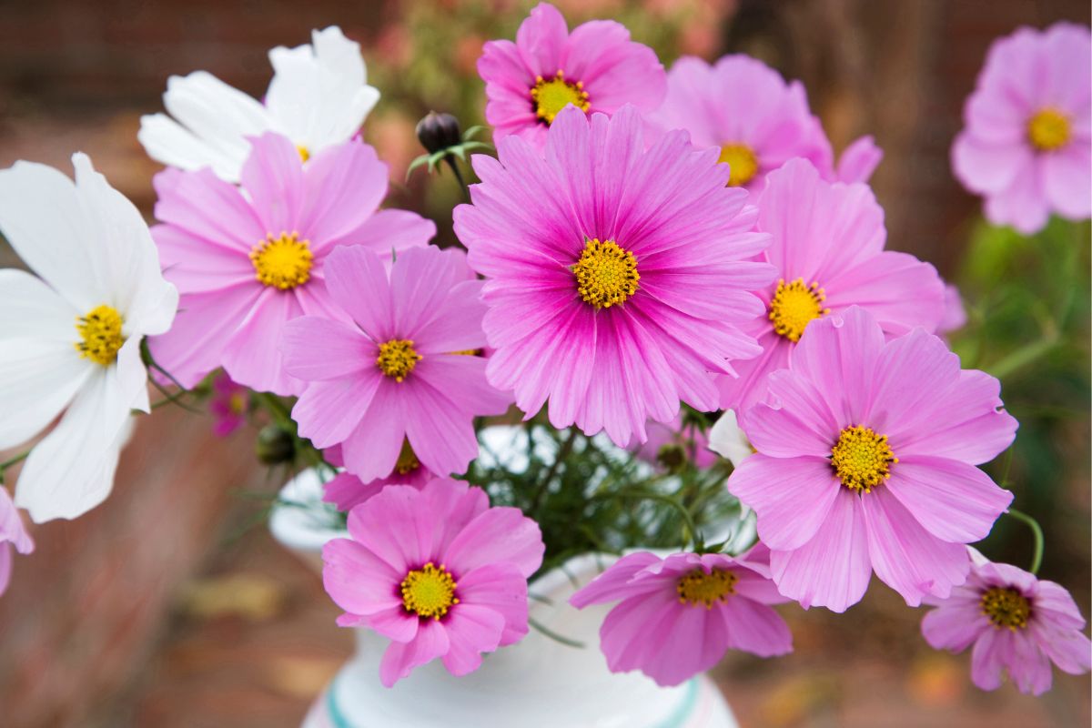 A vaseful of pink and white cosmos flowers