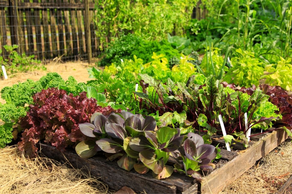 A vegetable garden in autumn with pak choi, lettuce and carrot plants