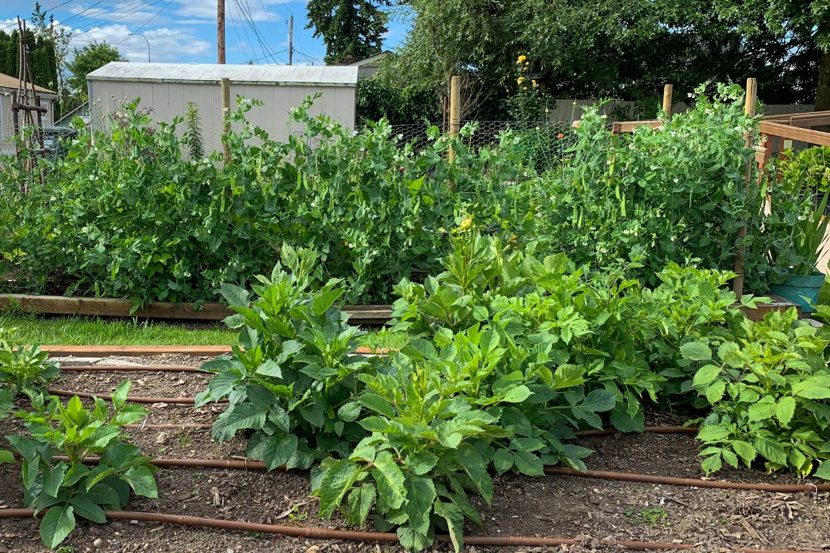 A photo of a vegetable garden in autumn, with climbing beans and a good crop of leafy green vegetables growing