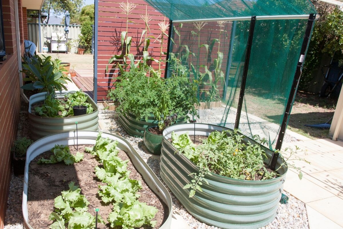 Raised garden beds with a temporary shade structure made from shadecloth