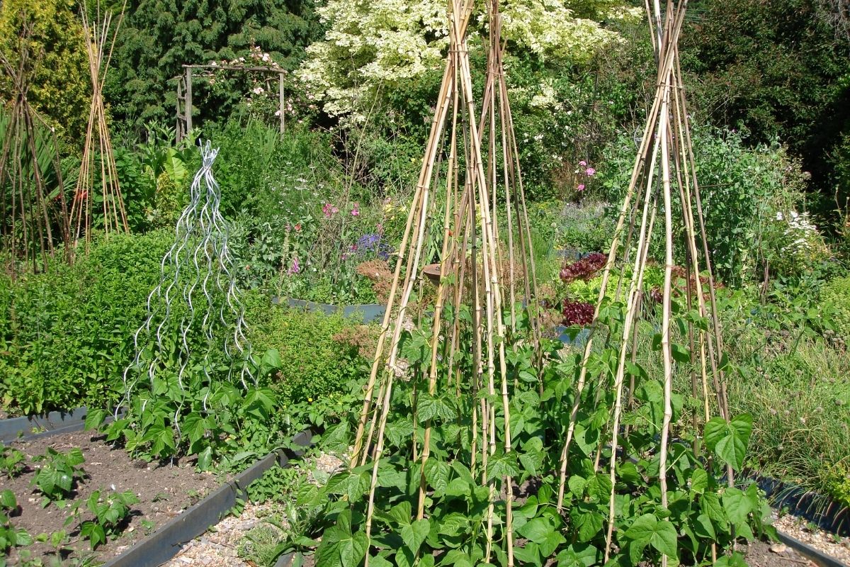 A vegetable garden with bamboo tripods for climbers