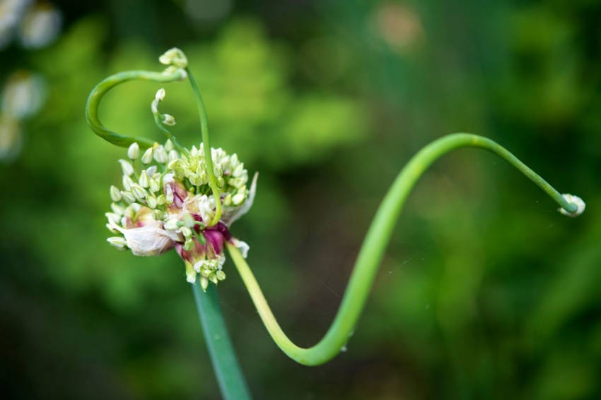 A walking onion flower with bulbils starting to develop