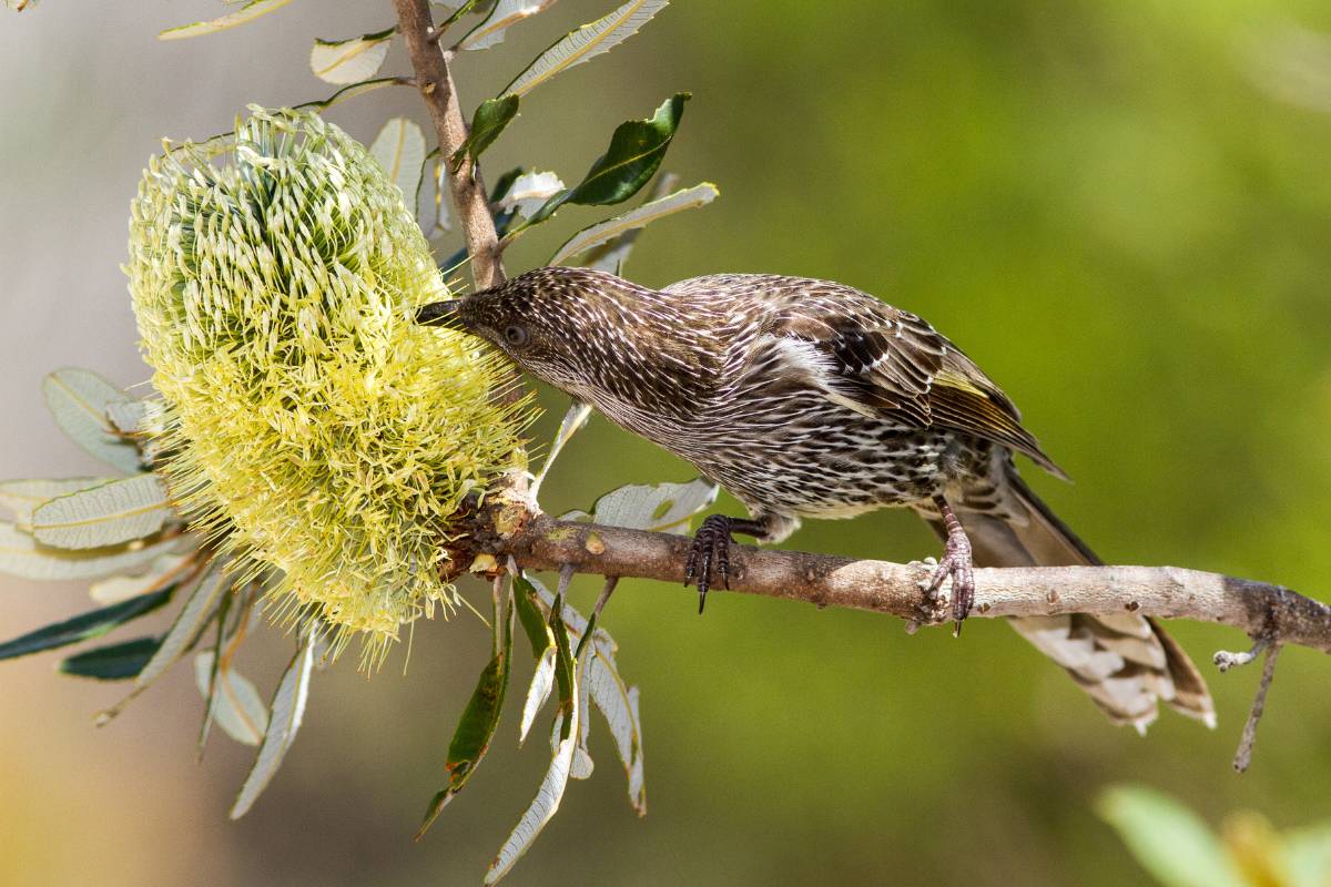 A wattlebird feeding on a banksia flower