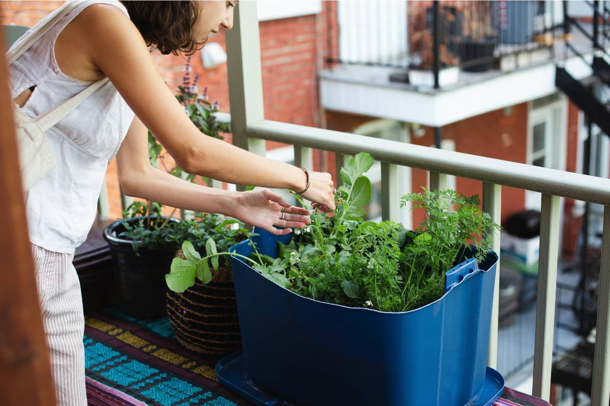 A woman looking at a tub of herbs on a balcony