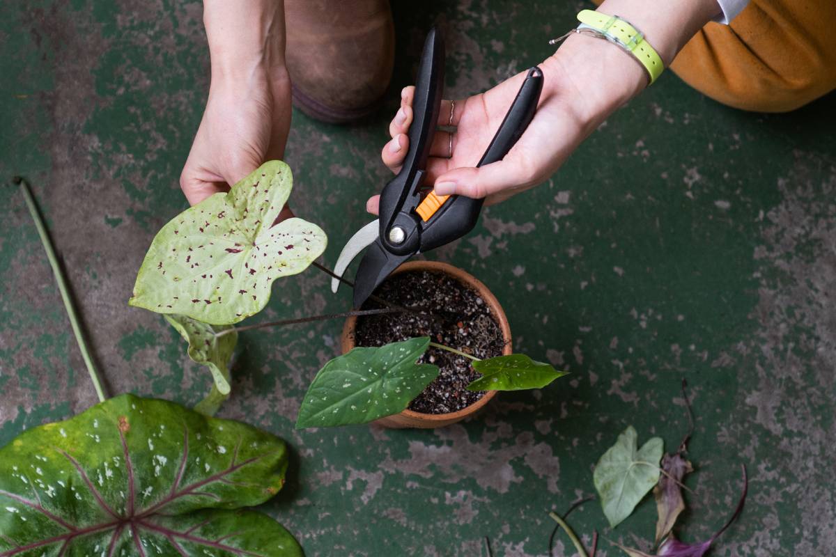 A woman using secateurs to prune an all-white leaf from an indoor plant