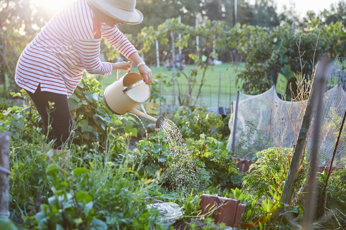 A woman watering plants in a community garden