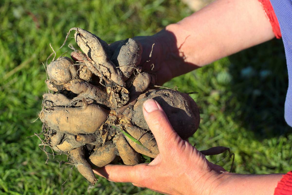 A photo of a woman wearing gardening gloves holding a clump of dahlia tubers