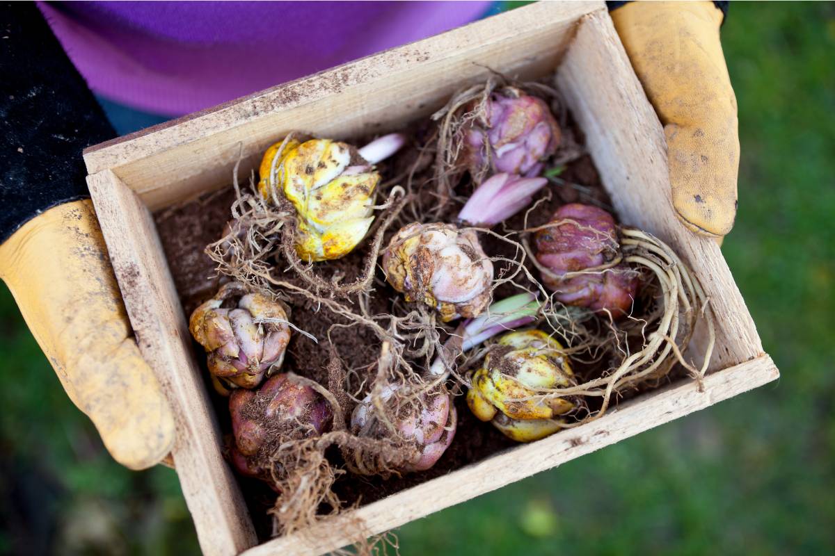 Several lily bulbs in a wooden tray