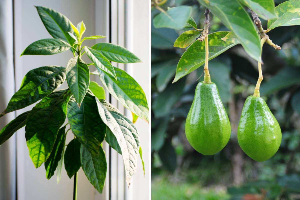 A roung avocado tree used as a houseplant, and two avocados hanging on an avocado tree