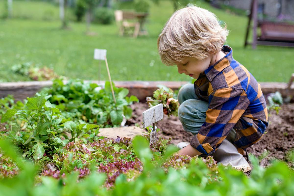 A photo of a young boy sitting in a vegetable garden, showing great interst in the plants