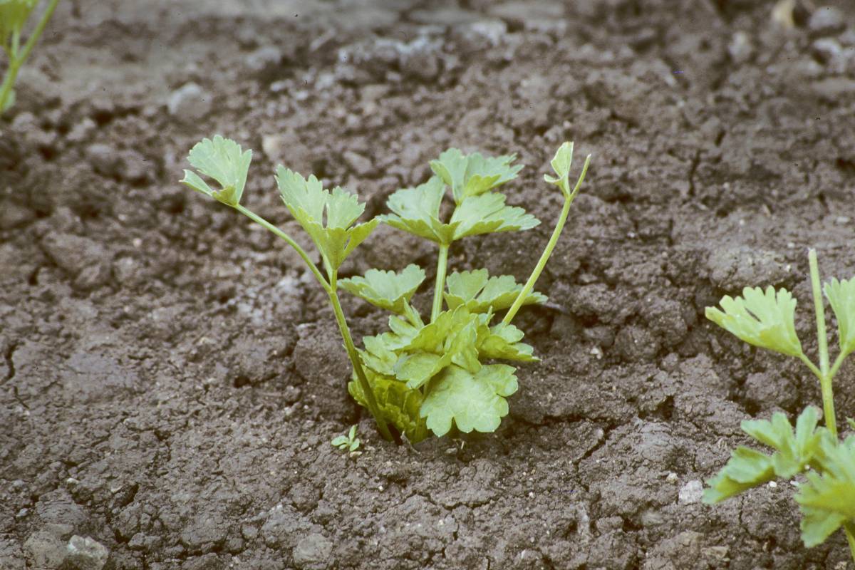 A young celery seedling growing in a garden
