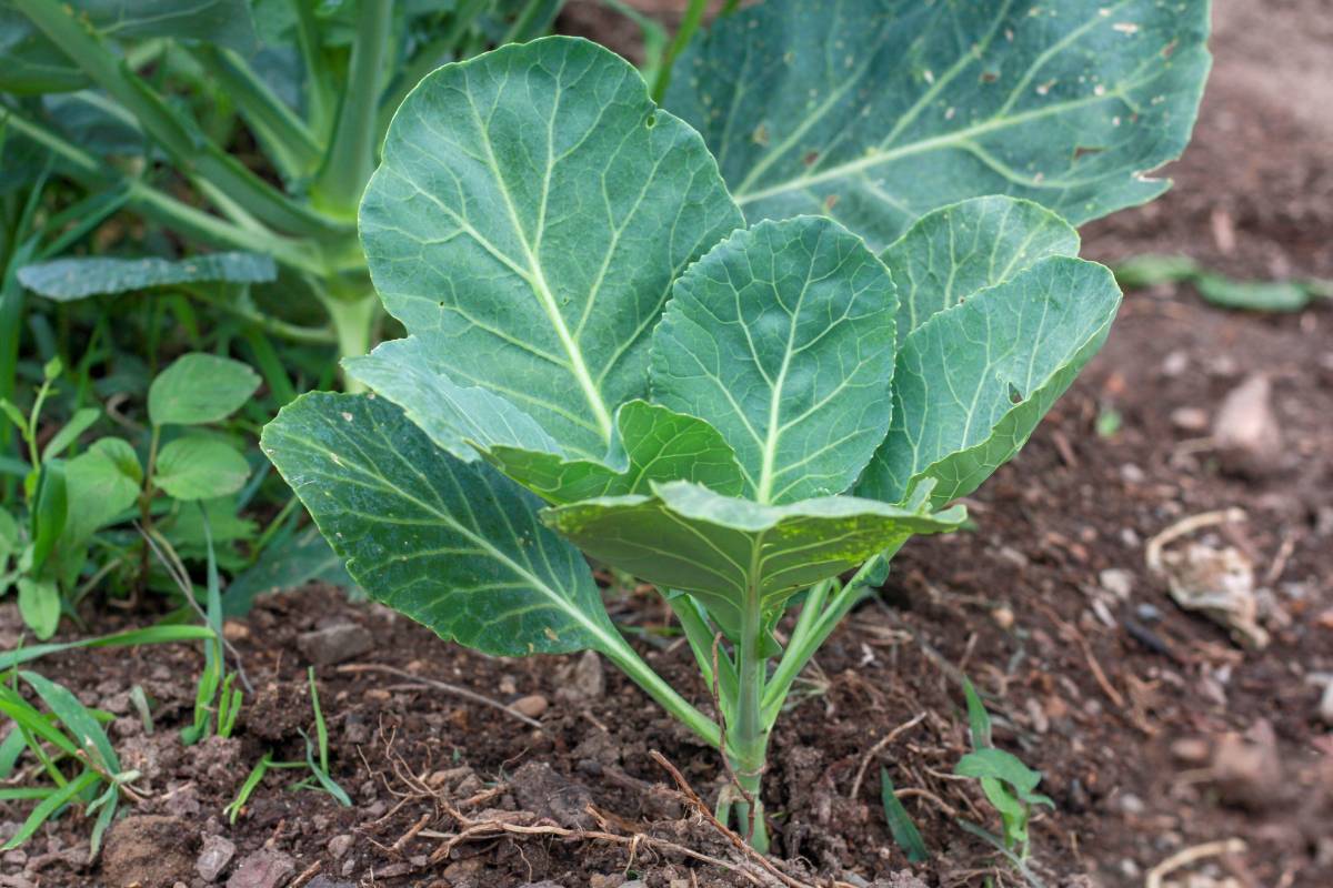 A young collards plant in a home garden