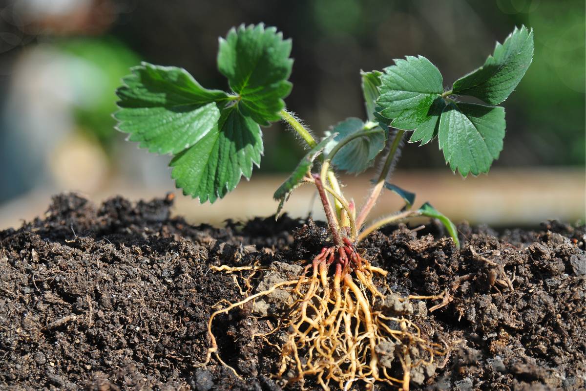 A young strawberry plant sitting in a planting hole ready to be planted