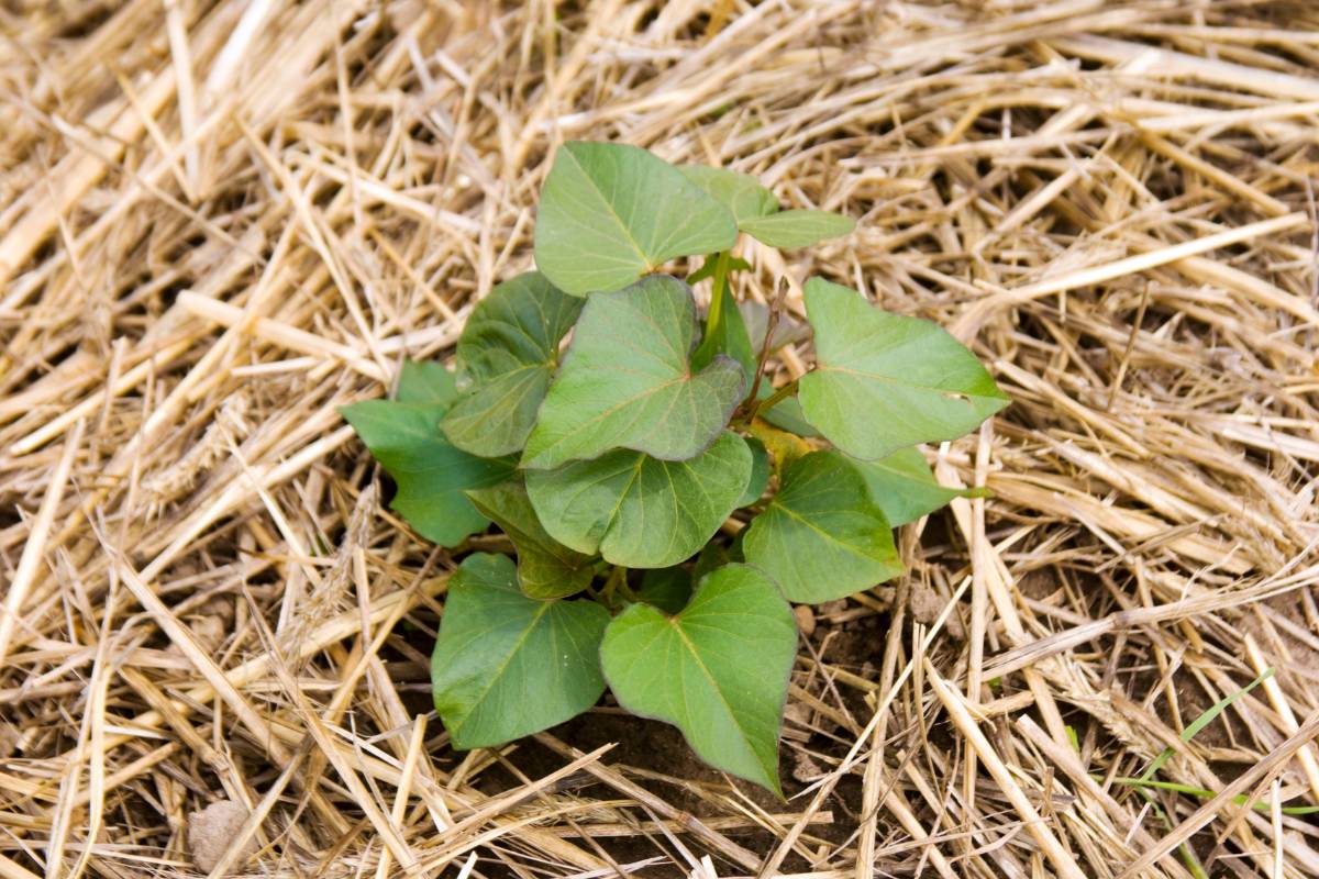 A young sweet potato plant in a heavily mulched garden bed