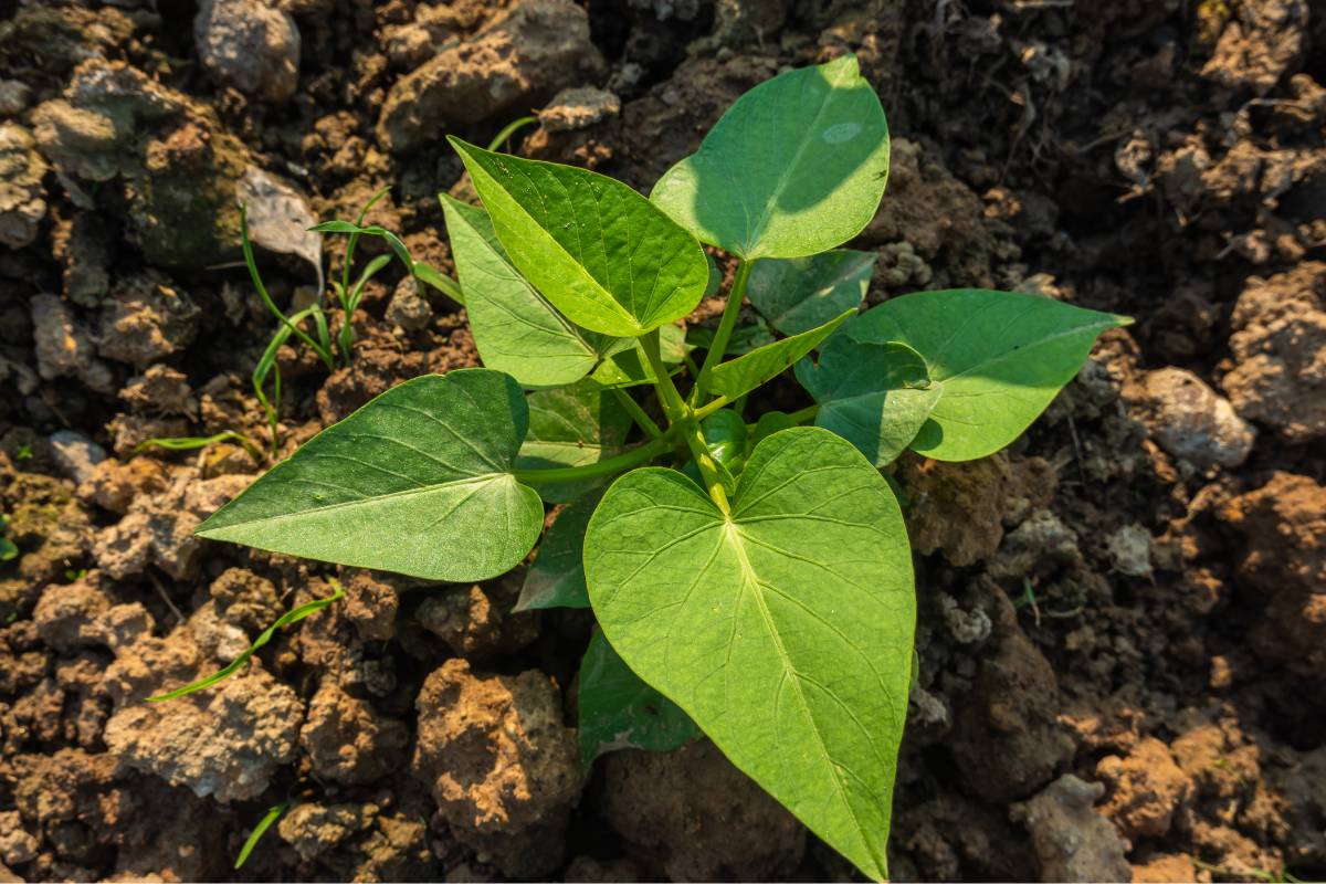 A young sweet potato plant