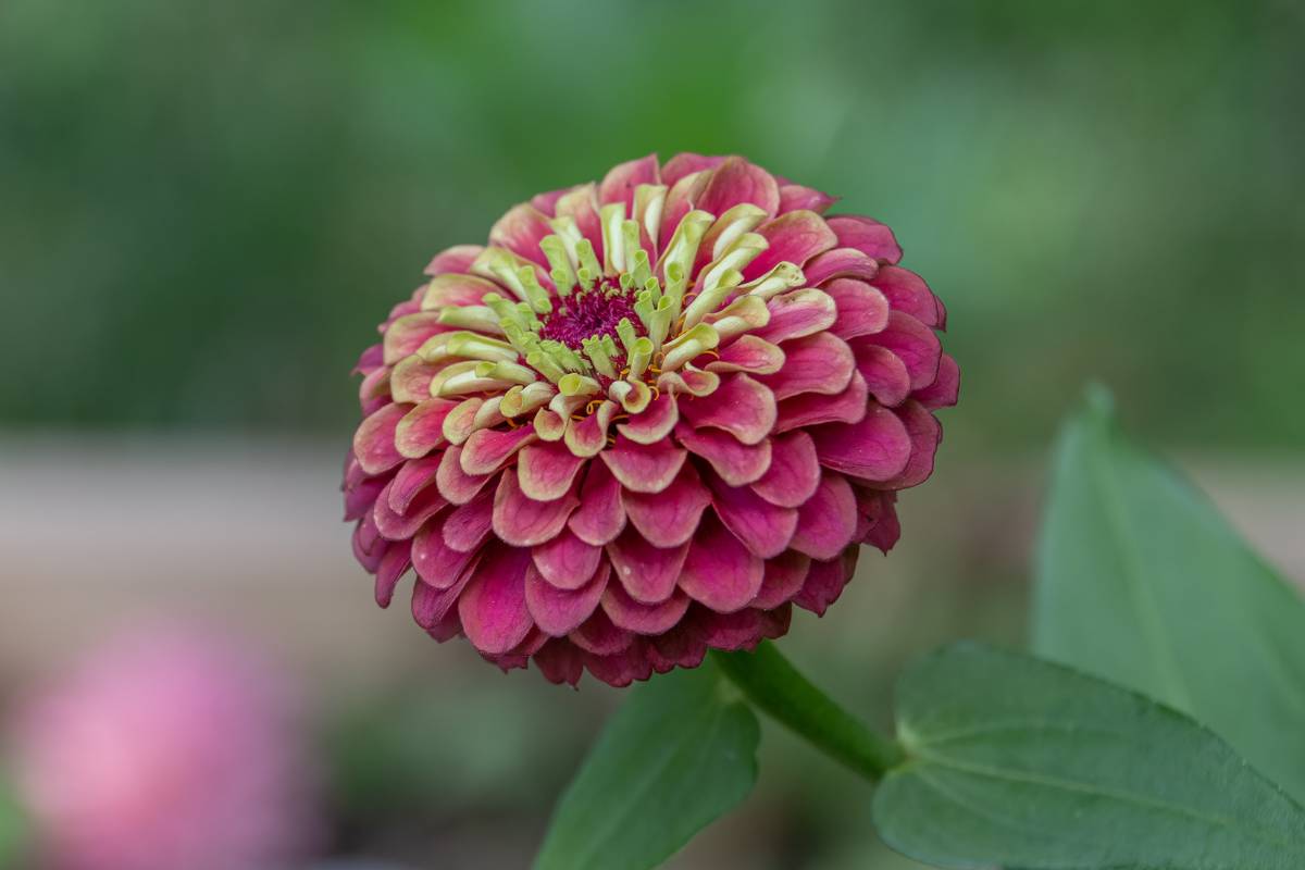 A zinnia queeny lime with red flower