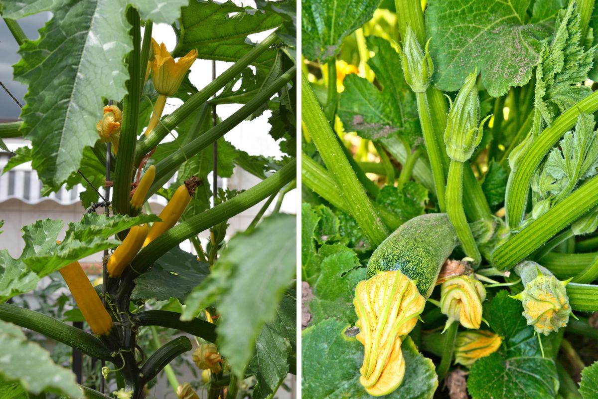 Two photos of fruiting zucchini plants growing vertically, supported by strong stakes