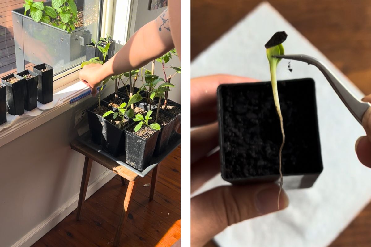 Seeds Germination with Paper Towel Method 