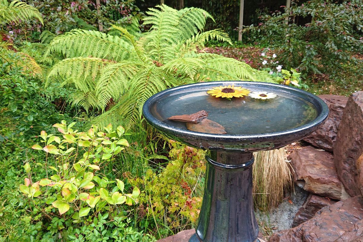 Clean_bird_bath