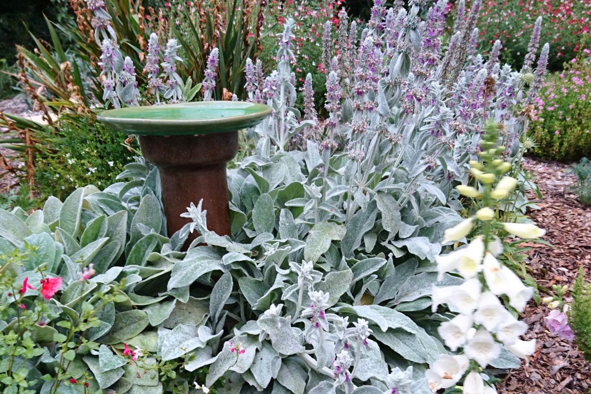 bird_bath_amongst_lambs_ears