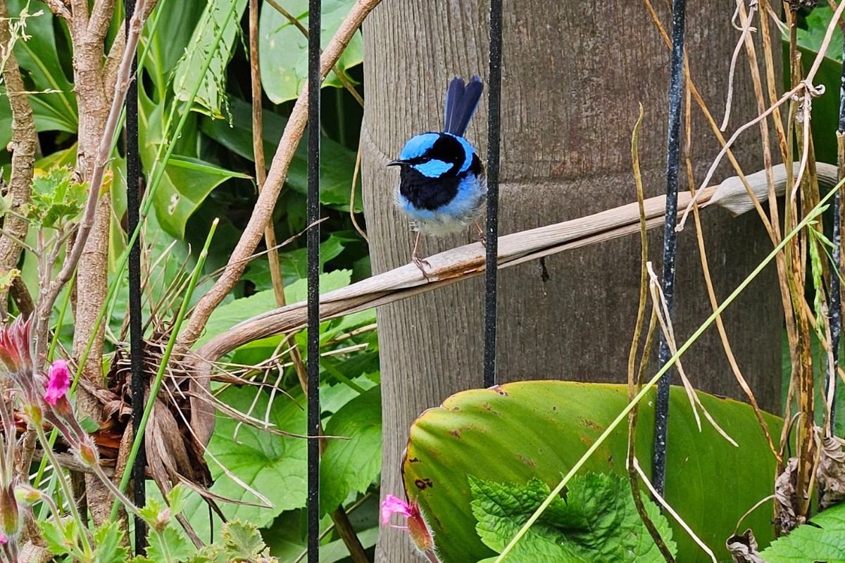 Fairy_wren_hunting_insects