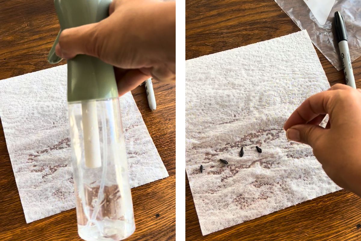 Seeds Germination with Paper Towel Method