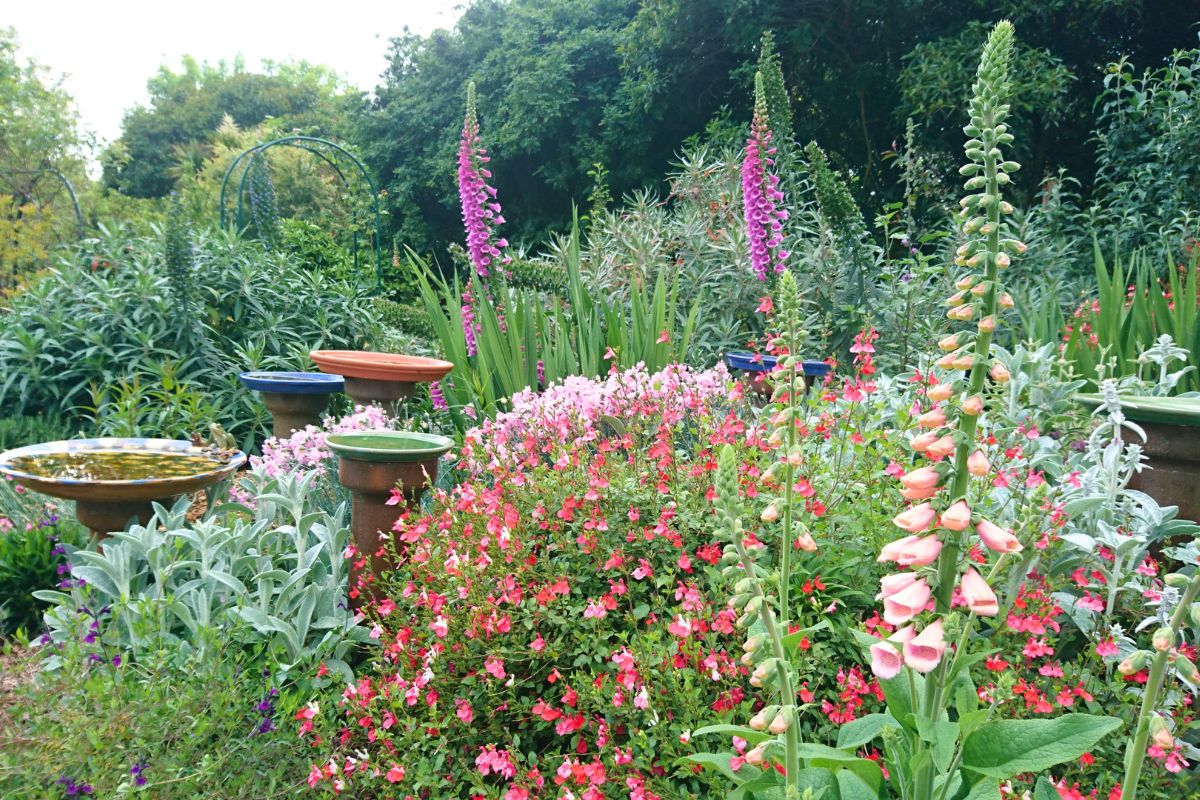 Bird_baths_amongst_perennials_and_foxgloves