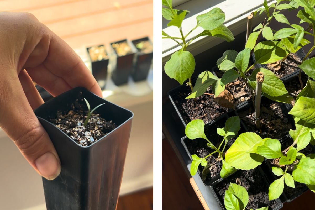 Seeds Germination with Paper Towel Method