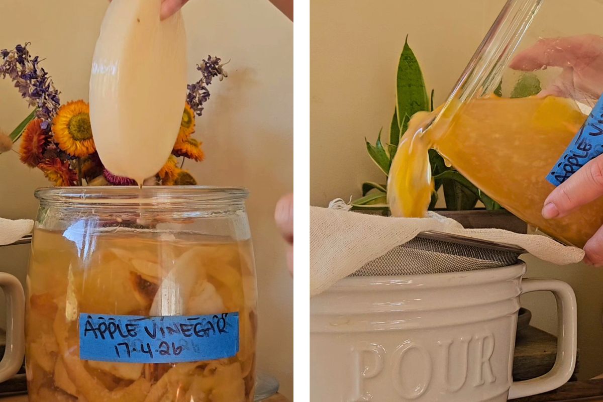 Apple Scrap Vinegar - Its ready & SCOBY