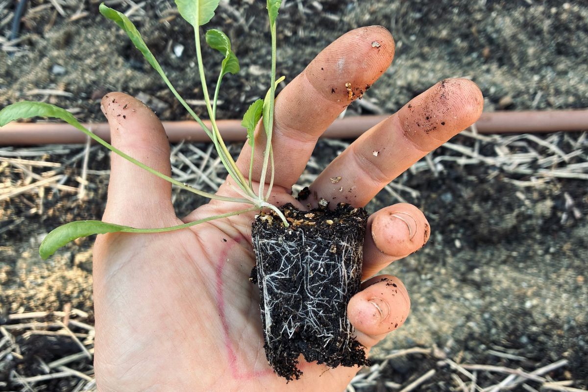 Healthy seedling in hand