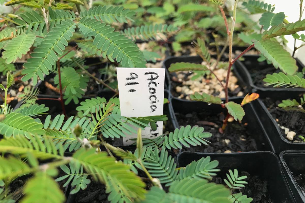 Acacia seedlings labelled with a basic plant label made from cutting up a yoghurt container