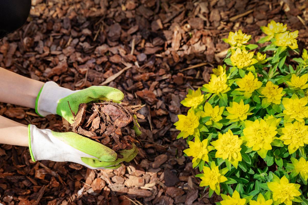 Add compost and mulch to hydrophobic soil