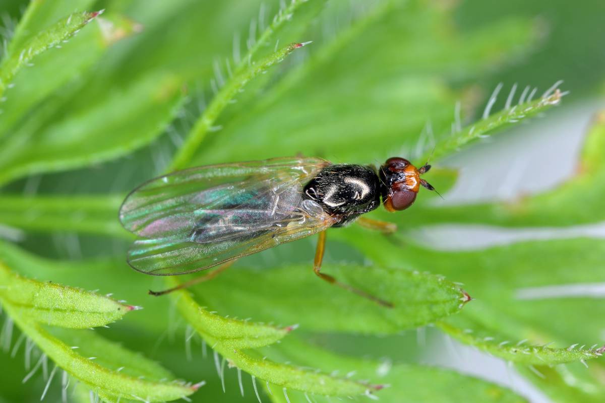 An adult carrot fly Chamaepsila rosae