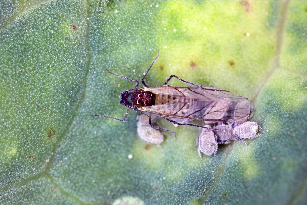 Adult winged and wingless cabbage aphids on a kale leaf