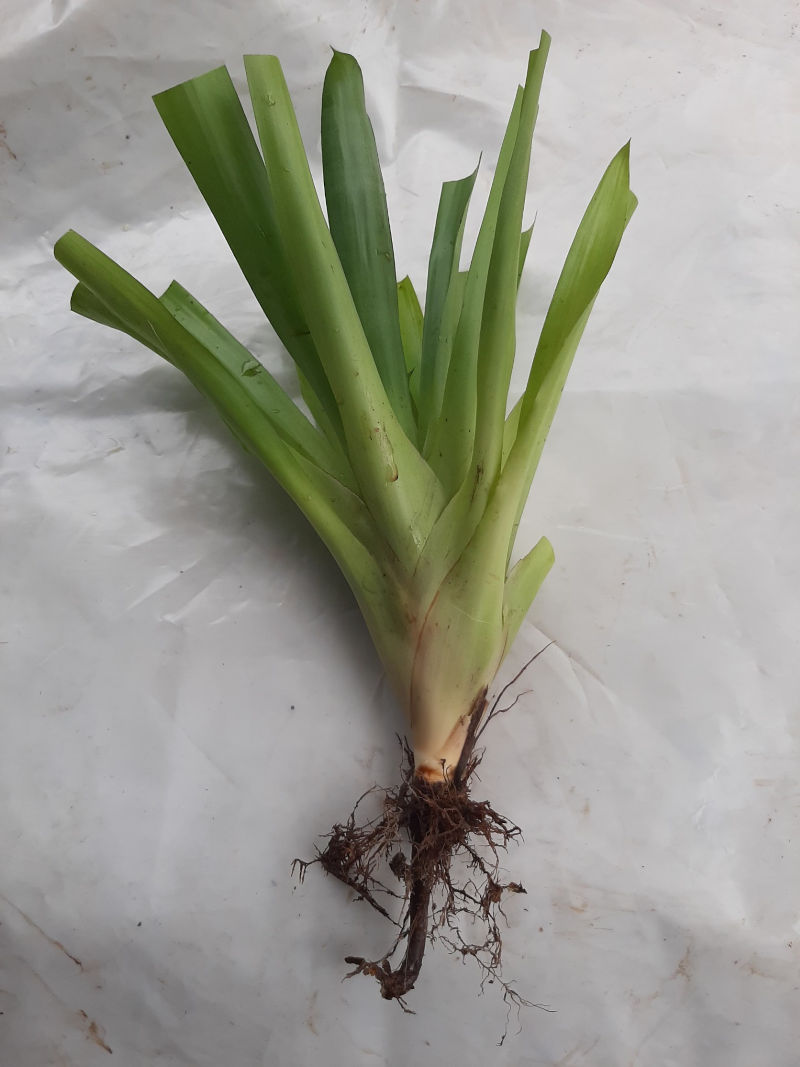Aechmea gamosepala bare-rooted