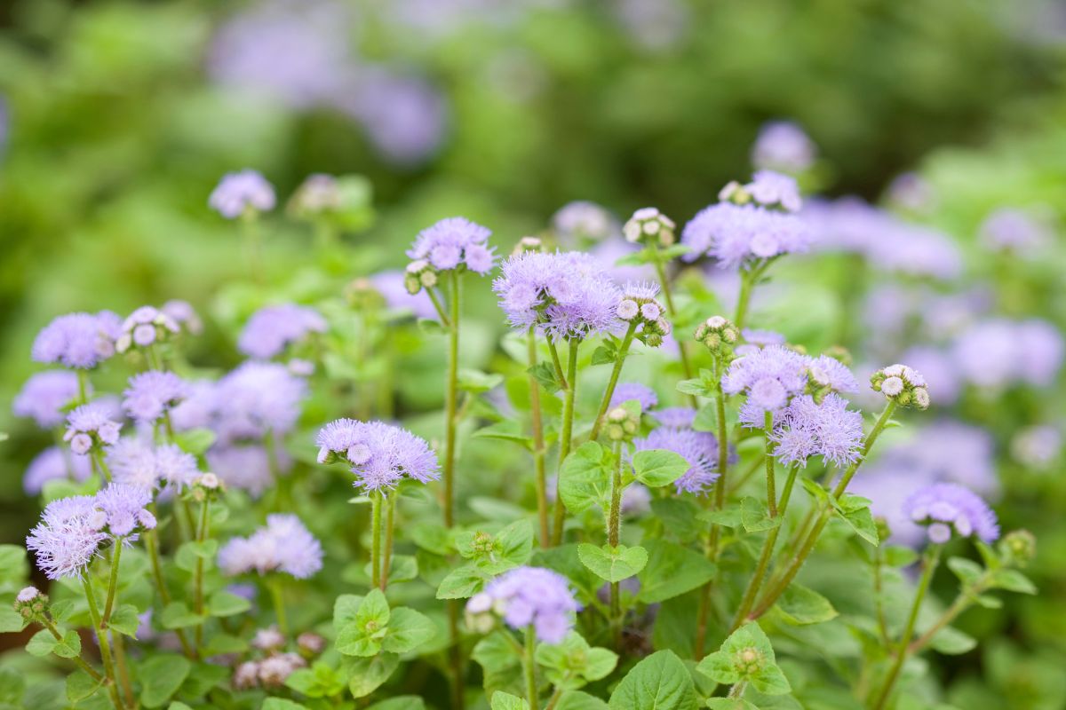 Ageratum or floss flower