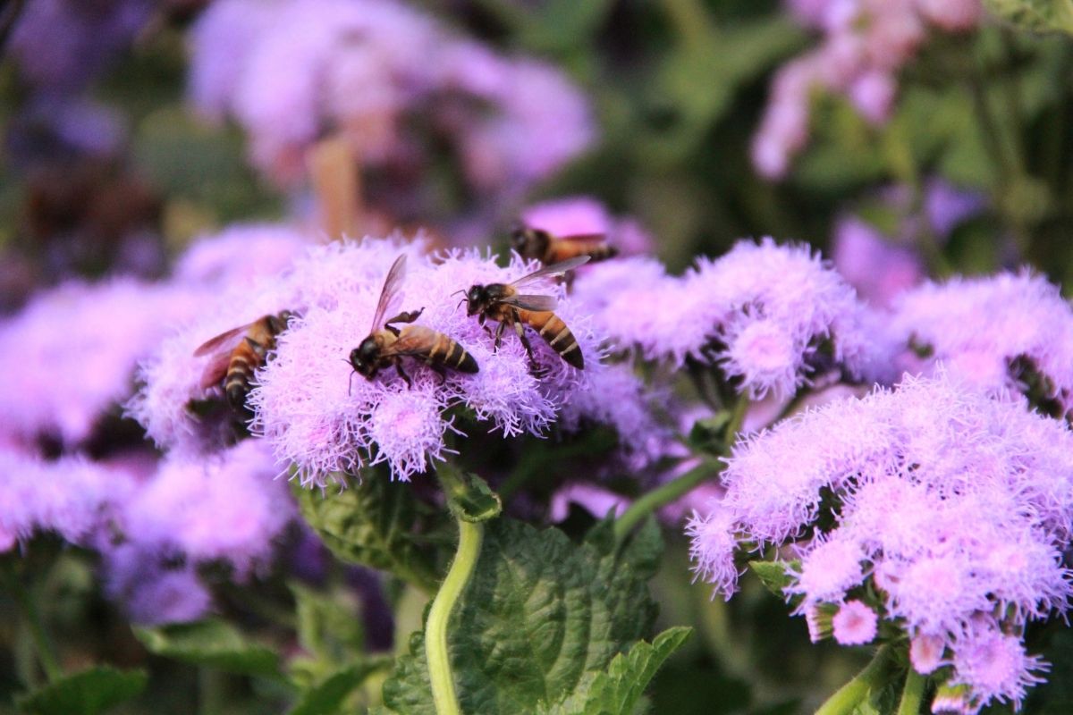 Purple Ageratum flowers being visited by bees