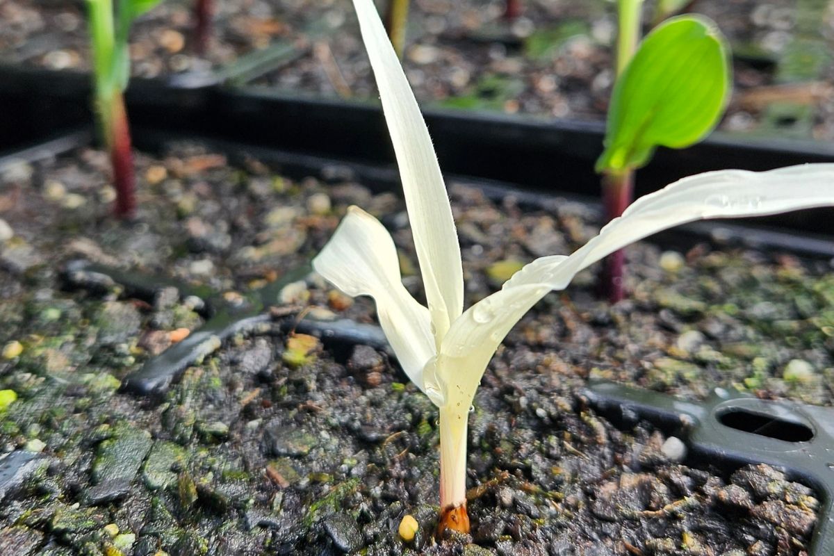 Albino corn seeding in tray