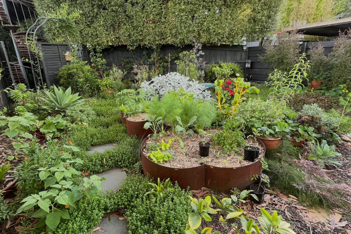 Alex Stotts Courtyard Garden Melbourne Tour My Smart Garden
