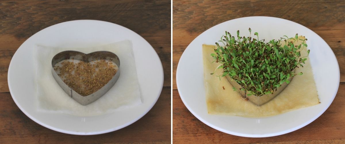 Alfalfa sprouts grown in the shape of a heart using a cookie cutter as a template