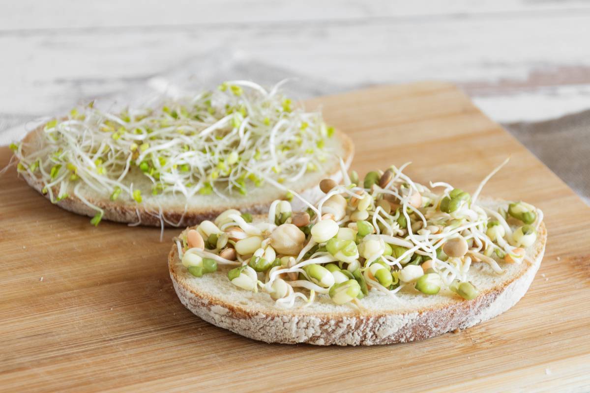 Alfalfa and mung bean sprouts spread on a sandwich