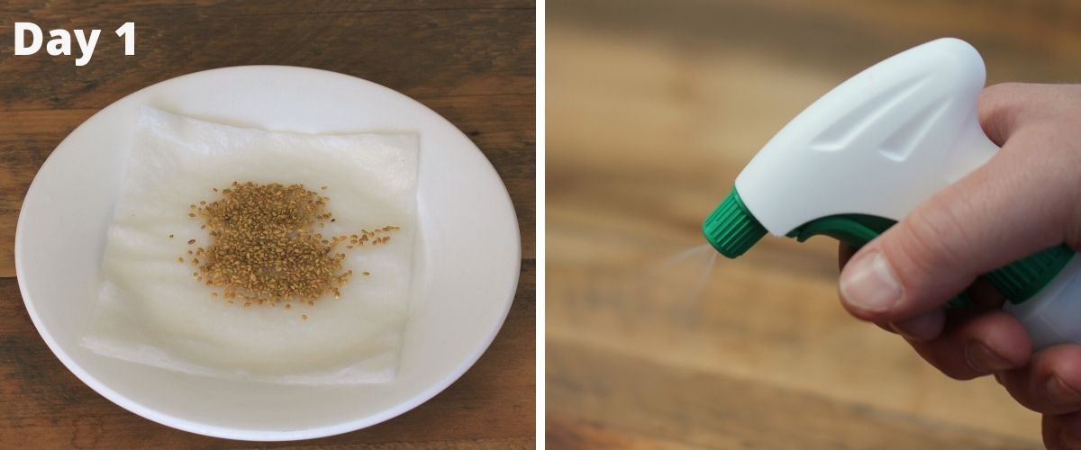 Alfalfa seeds being grown on a paper towel and a spray mister