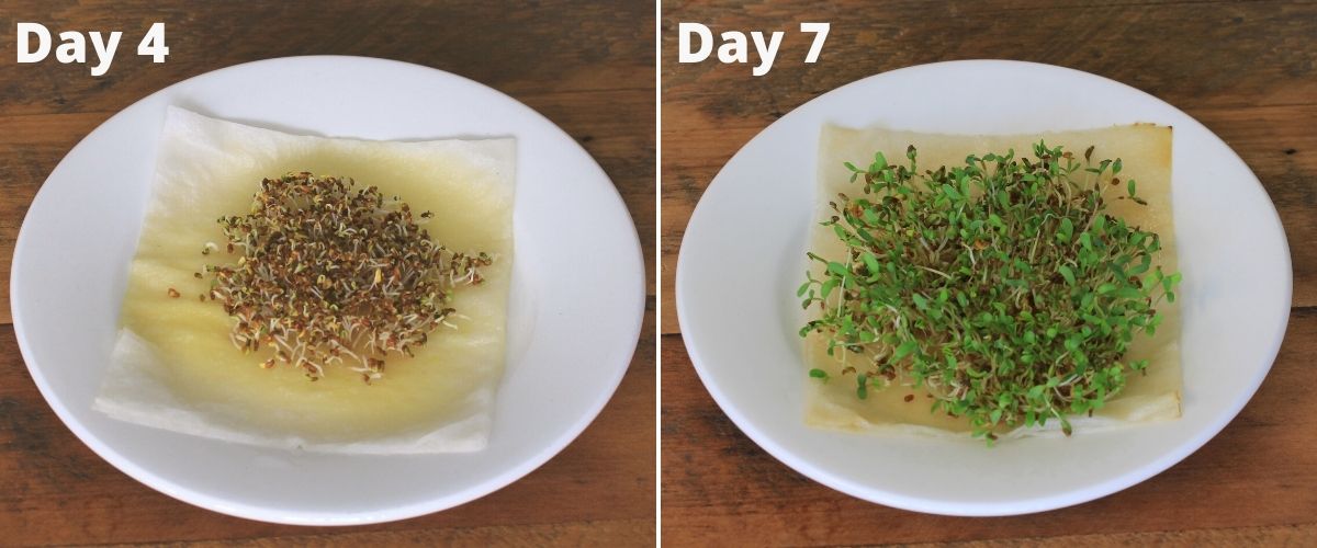 Alfalfa seeds sprouting on paper towel, day 4 and day 7