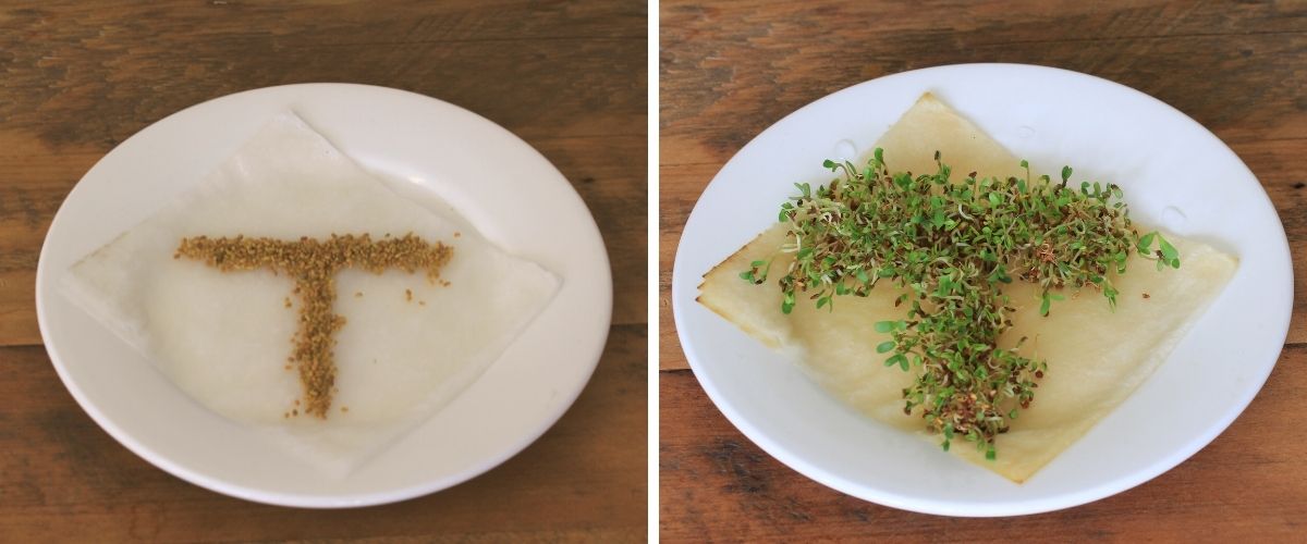 Alfalfa sprouts grown in the shape of a letter T