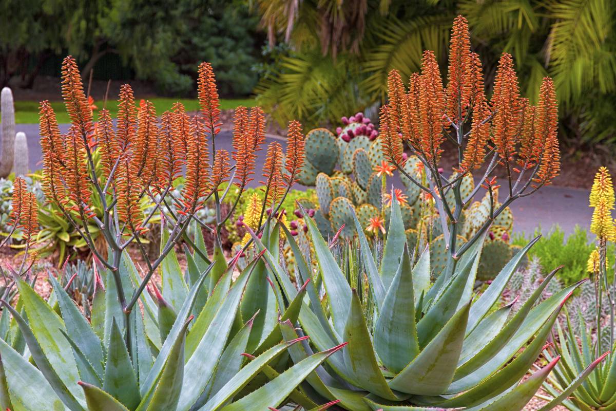 Flowering aloe plants in a garden with cacti and succulents