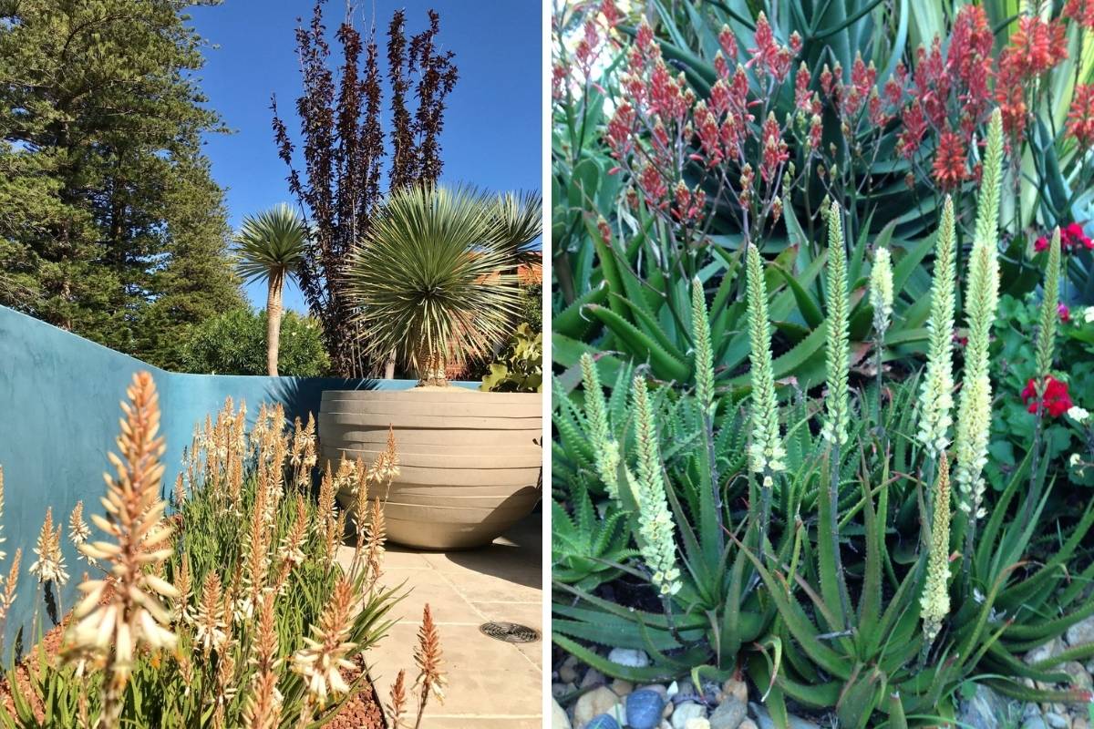 Aloe 'Fairy Pink' photographed in a modern garden design and a more traditional garden