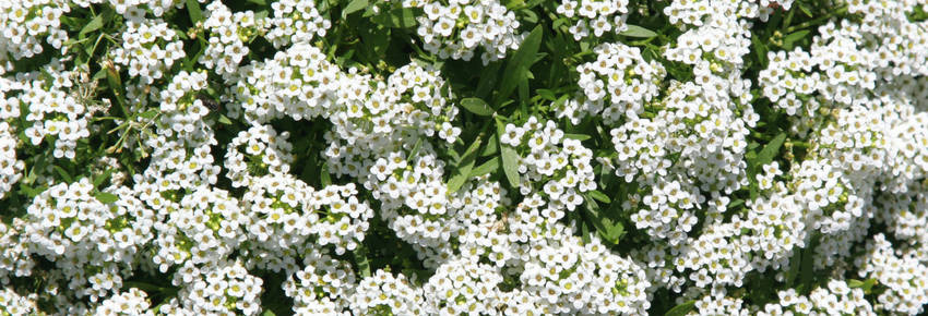 Alyssum