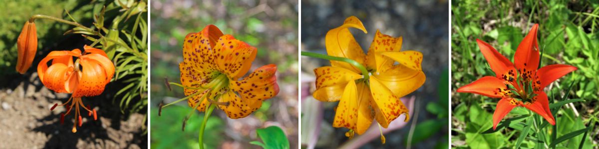 A selection of American hybrid lilies